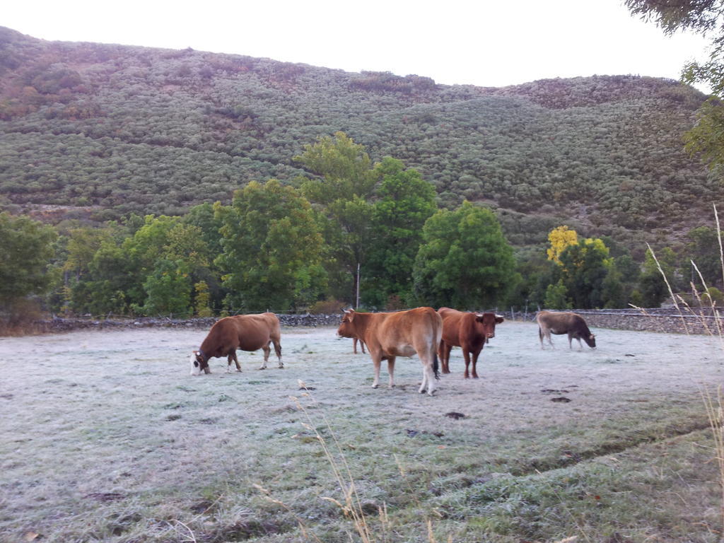 Casa Rural El Llao Y Los Fresnos - El Urogallo Murias de Paredes Dış mekan fotoğraf